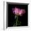 Pink Parrot Tulip 3-Magda Indigo-Framed Photographic Print