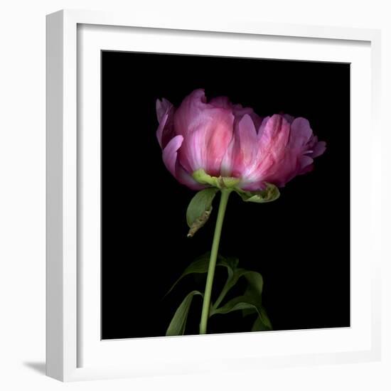 Pink Parrot Tulip 3-Magda Indigo-Framed Photographic Print