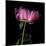 Pink Parrot Tulip 3-Magda Indigo-Mounted Photographic Print