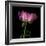 Pink Parrot Tulip 3-Magda Indigo-Framed Photographic Print