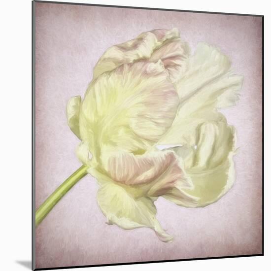 Pink Parrot Tulip Painting III-Cora Niele-Mounted Giclee Print