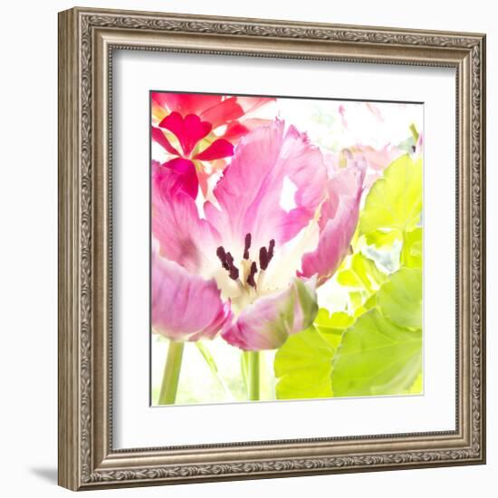 Pink Parrot Tulip-Judy Stalus-Framed Art Print