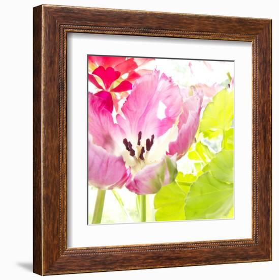 Pink Parrot Tulip-Judy Stalus-Framed Art Print