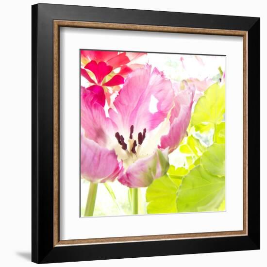 Pink Parrot Tulip-Judy Stalus-Framed Art Print