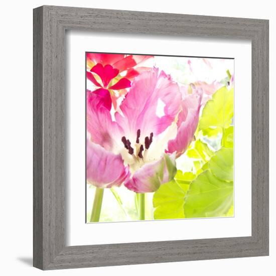 Pink Parrot Tulip-Judy Stalus-Framed Art Print