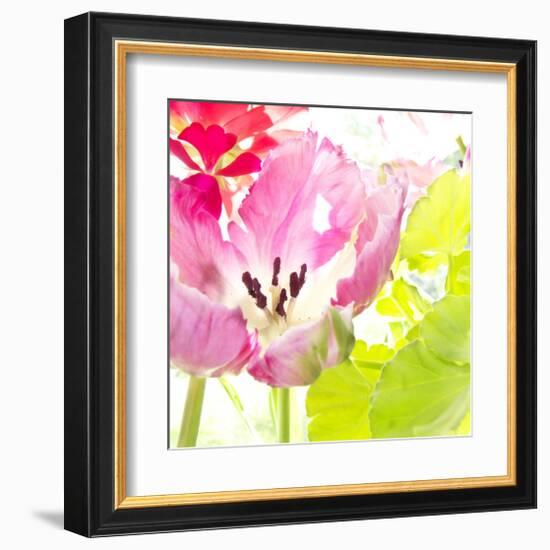 Pink Parrot Tulip-Judy Stalus-Framed Art Print