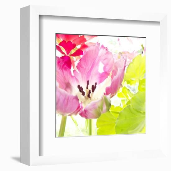 Pink Parrot Tulip-Judy Stalus-Framed Art Print