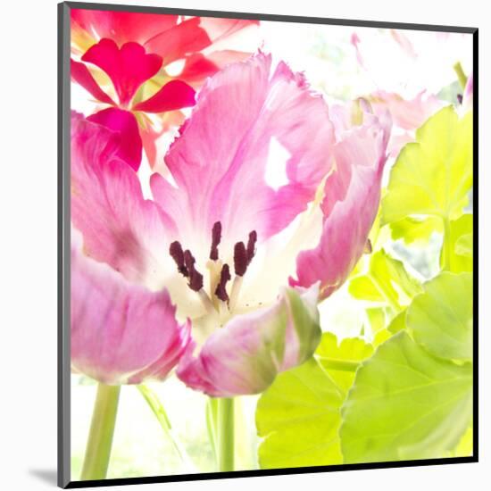 Pink Parrot Tulip-Judy Stalus-Mounted Art Print