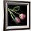 Pink Parrot Tulips-Magda Indigo-Framed Photographic Print