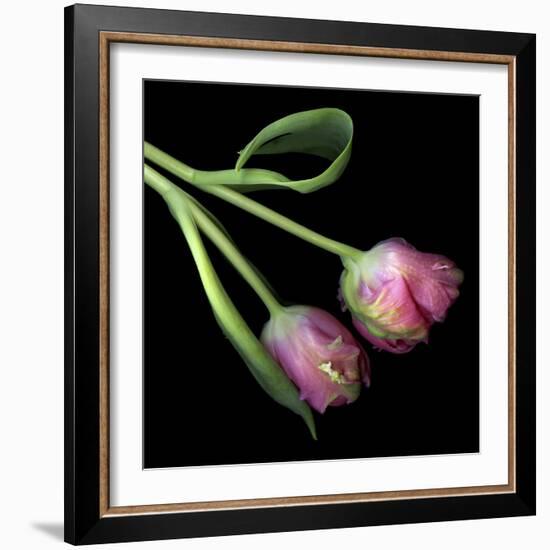 Pink Parrot Tulips-Magda Indigo-Framed Photographic Print