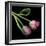 Pink Parrot Tulips-Magda Indigo-Framed Photographic Print