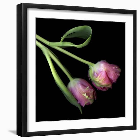 Pink Parrot Tulips-Magda Indigo-Framed Photographic Print