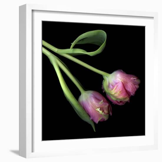 Pink Parrot Tulips-Magda Indigo-Framed Photographic Print