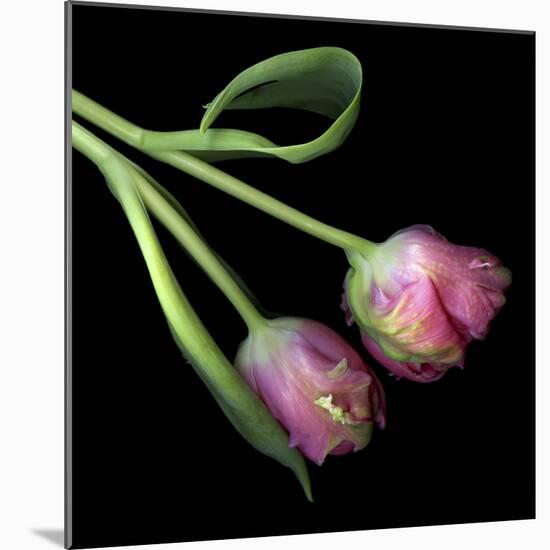 Pink Parrot Tulips-Magda Indigo-Mounted Photographic Print