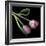 Pink Parrot Tulips-Magda Indigo-Framed Photographic Print