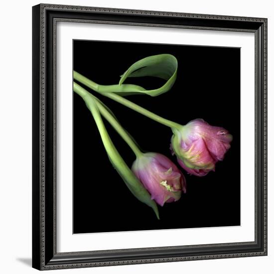 Pink Parrot Tulips-Magda Indigo-Framed Photographic Print