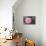 Pink Passion Camillia-Anna Coppel-Photographic Print displayed on a wall