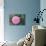 Pink Passion Camillia-Anna Coppel-Photographic Print displayed on a wall