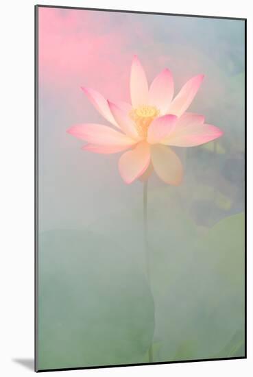 Pink Passion-Bahman Farzad-Mounted Photographic Print