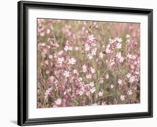 Pink Pasture-Assaf Frank-Framed Giclee Print