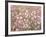 Pink Pasture-Assaf Frank-Framed Giclee Print