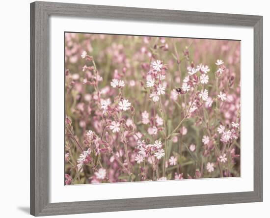 Pink Pasture-Assaf Frank-Framed Giclee Print