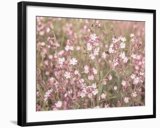 Pink Pasture-Assaf Frank-Framed Giclee Print