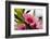 Pink Peach Blossom Macro Close-Up, Village, Chengdu, Sichuan, China-William Perry-Framed Photographic Print