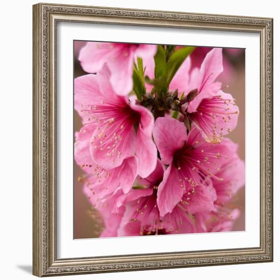 Pink Peach Blossoms Close-Up Macro Village, Chengdu, Sichuan, China-William Perry-Framed Photographic Print