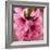 Pink Peach Blossoms Close-Up Macro Village, Chengdu, Sichuan, China-William Perry-Framed Photographic Print