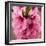 Pink Peach Blossoms Close-Up Macro Village, Chengdu, Sichuan, China-William Perry-Framed Photographic Print