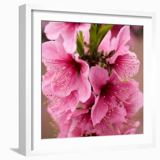 Pink Peach Blossoms Close-Up Macro Village, Chengdu, Sichuan, China-William Perry-Framed Photographic Print