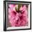 Pink Peach Blossoms Close-Up Macro Village, Chengdu, Sichuan, China-William Perry-Framed Photographic Print