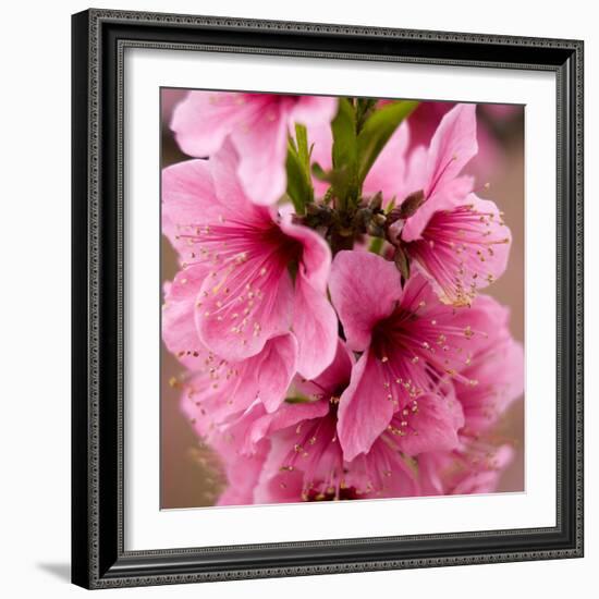 Pink Peach Blossoms Close-Up Macro Village, Chengdu, Sichuan, China-William Perry-Framed Photographic Print