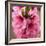 Pink Peach Blossoms Close-Up Macro Village, Chengdu, Sichuan, China-William Perry-Framed Photographic Print