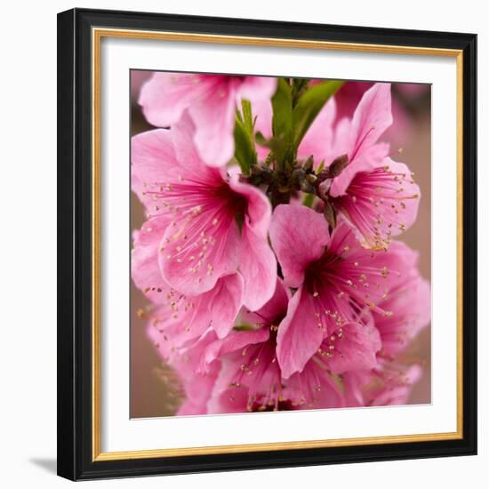 Pink Peach Blossoms Close-Up Macro Village, Chengdu, Sichuan, China-William Perry-Framed Photographic Print