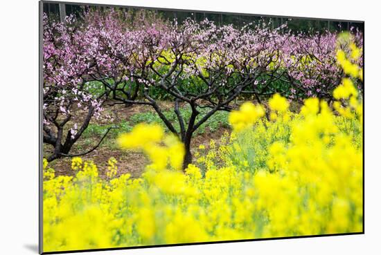 Pink Peach Flowers with Yellow Oilseed Rape Blossom.-hanhanpeggy-Mounted Photographic Print