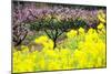 Pink Peach Flowers with Yellow Oilseed Rape Blossom.-hanhanpeggy-Mounted Photographic Print