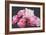 Pink Peonies-Sarah Caswell-Framed Giclee Print