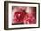 Pink Peonies-Helen White-Framed Photographic Print