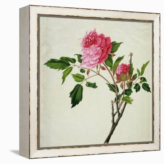 Pink Peony, c.1800-1840-null-Framed Premier Image Canvas
