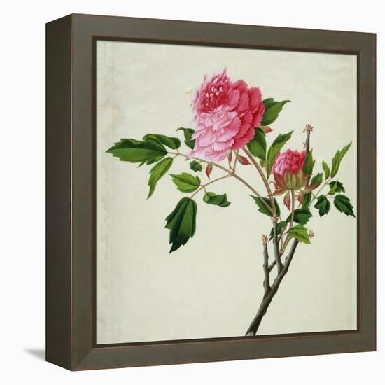 Pink Peony, c.1800-1840-null-Framed Premier Image Canvas