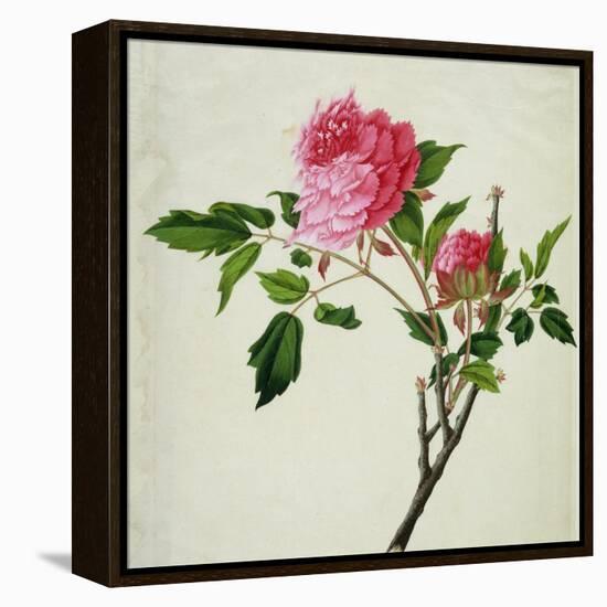 Pink Peony, c.1800-1840-null-Framed Premier Image Canvas