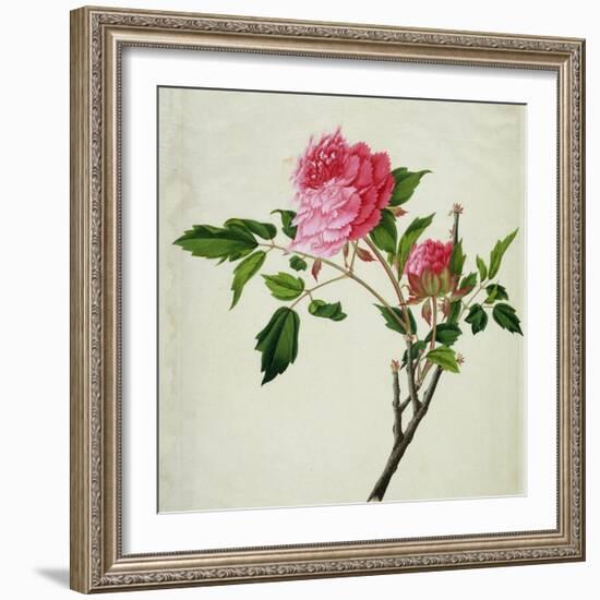 Pink Peony, c.1800-1840-null-Framed Giclee Print