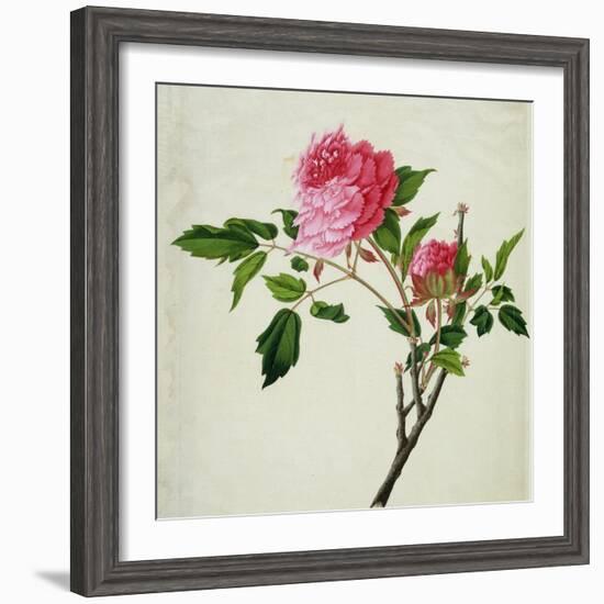 Pink Peony, c.1800-1840--Framed Giclee Print