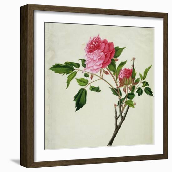 Pink Peony, c.1800-1840--Framed Giclee Print