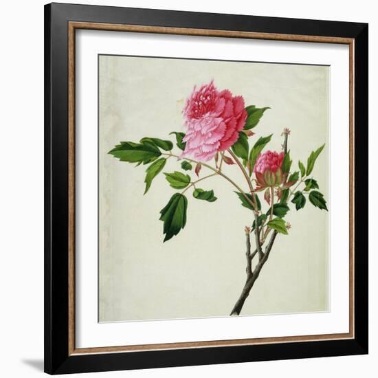 Pink Peony, c.1800-1840-null-Framed Giclee Print