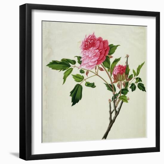 Pink Peony, c.1800-1840-null-Framed Giclee Print