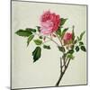 Pink Peony, c.1800-1840-null-Mounted Giclee Print