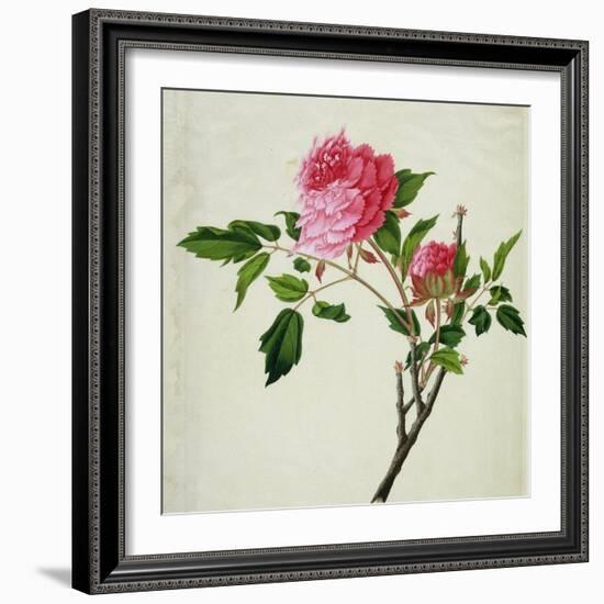 Pink Peony, c.1800-1840--Framed Giclee Print